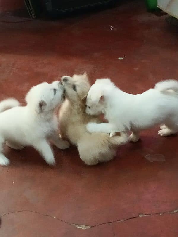 Russian puppies 03172574721 0