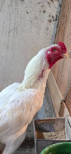 king size o shamo/high quality/white shamo chicks/aseel shamo chick