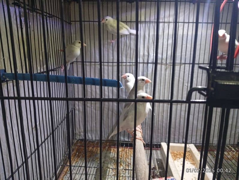 socity finch breedr pair 03065086613 whtasp only 7