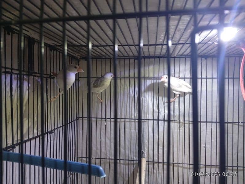 socity finch breedr pair 03065086613 whtasp only 8