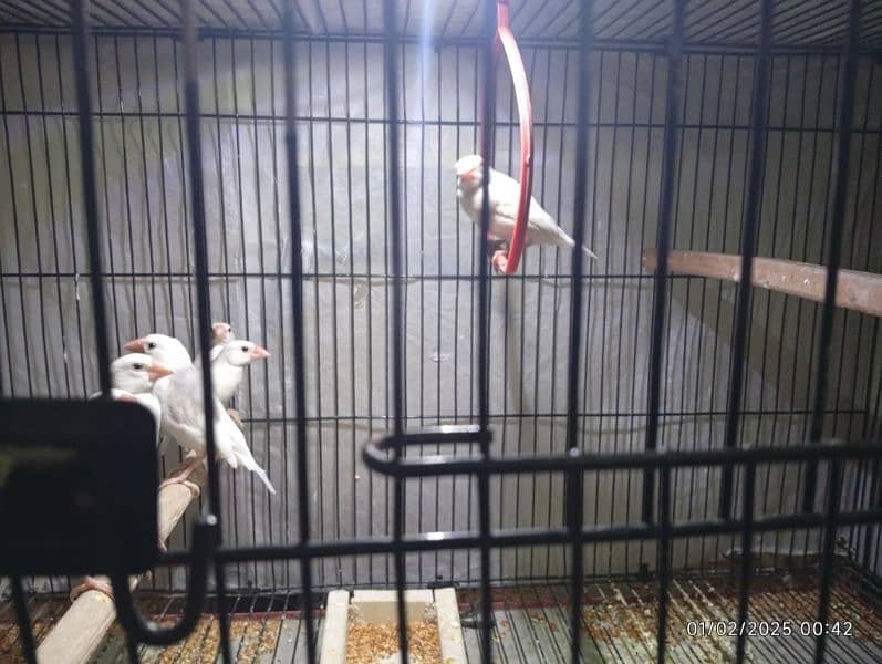 socity finch breedr pair 03065086613 whtasp only 9