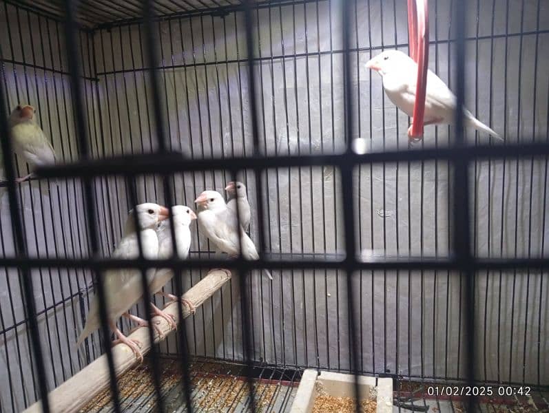 socity finch breedr pair 03065086613 whtasp only 10