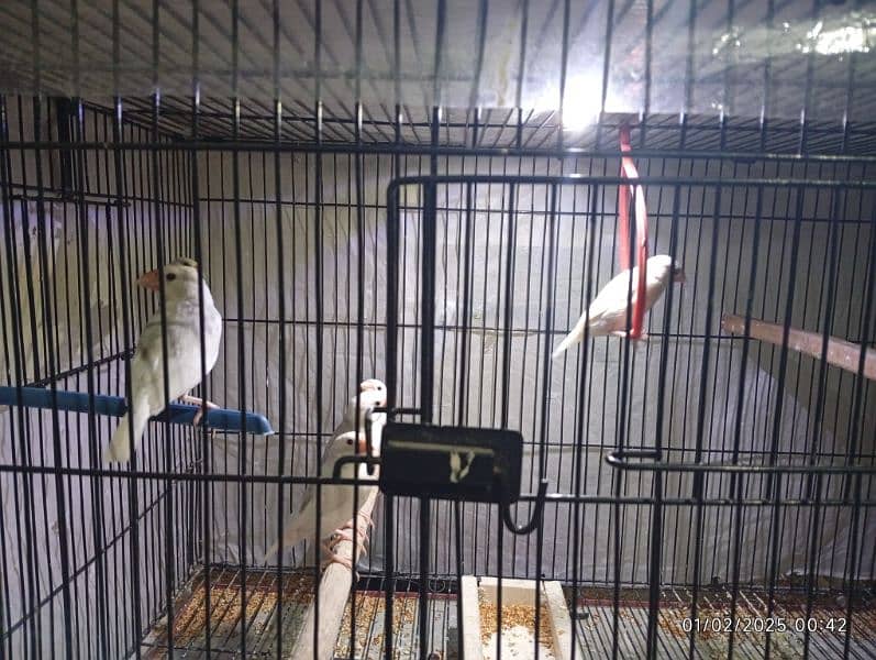 socity finch breedr pair 03065086613 whtasp only 11