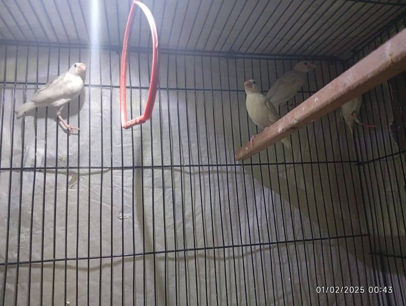 socity finch breedr pair 03065086613 whtasp only 12