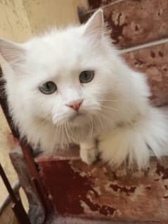 Pair White Persian Male Felame Age 1.2 Years Fully Healthy Vaccinated