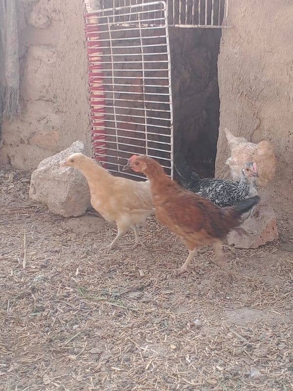 Golden Missri chicks 4