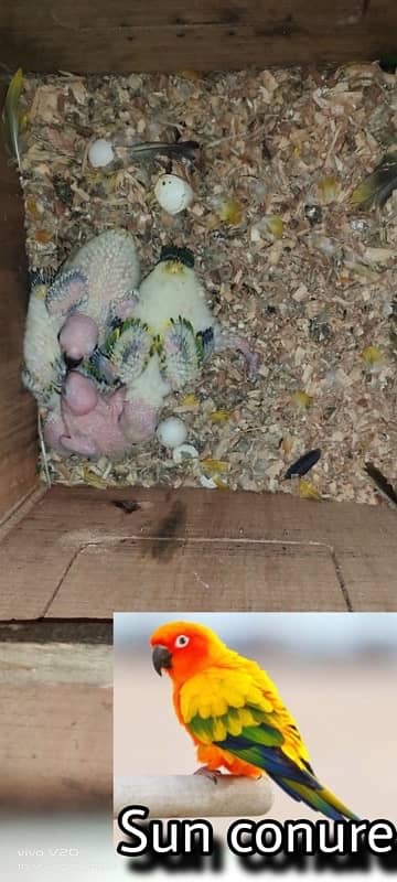 Talking Parrot Chicks Sun Conure / Raw chicks / Pineapple Conure chick 0