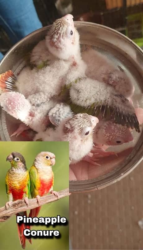 Talking Parrot Chicks Sun Conure / Raw chicks / Pineapple Conure chick 2