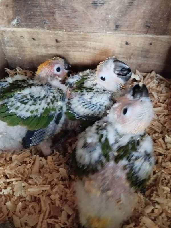 Talking Parrot Chicks Sun Conure / Raw chicks / Pineapple Conure chick 4