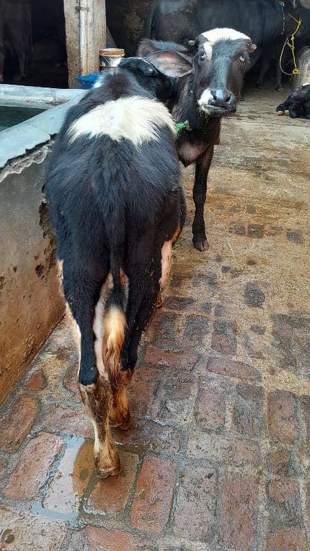 Friesion Male bull and Nili Ravi kati For Sale whatsapp 03299394094 0