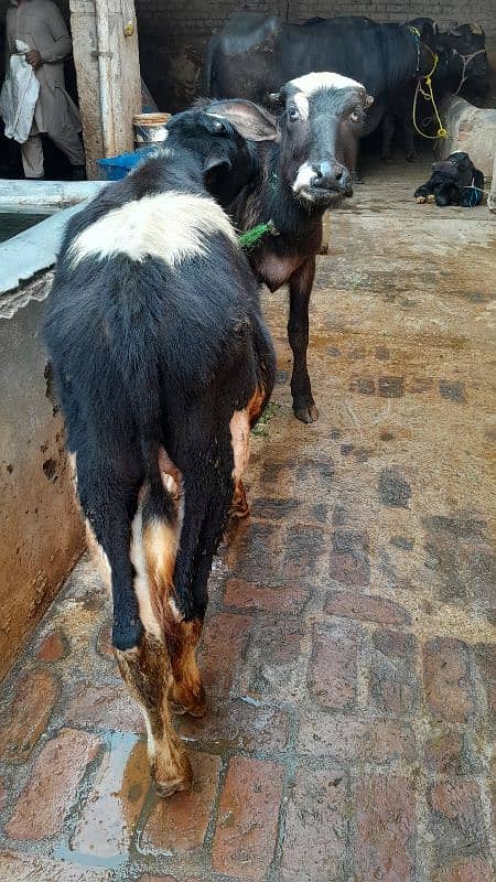 Friesion Male bull and Nili Ravi kati For Sale whatsapp 03299394094 1