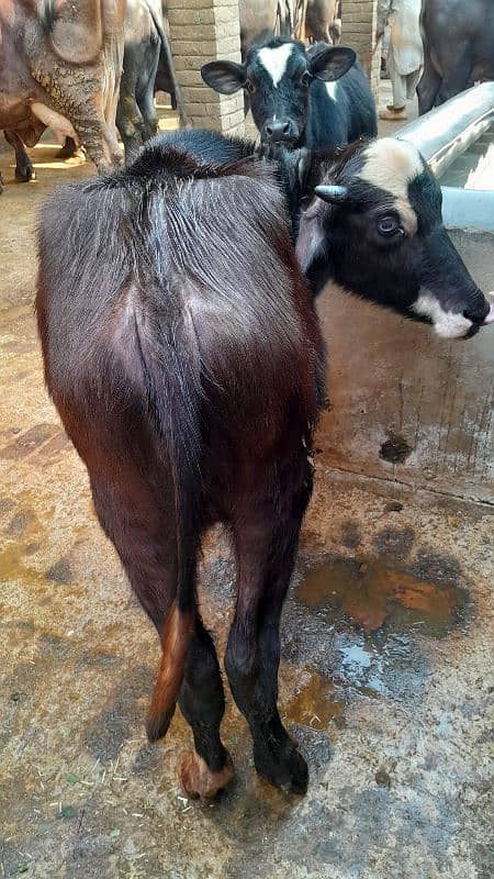 Friesion Male bull and Nili Ravi kati For Sale whatsapp 03299394094 2