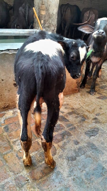 Friesion Male bull and Nili Ravi kati For Sale whatsapp 03299394094 6