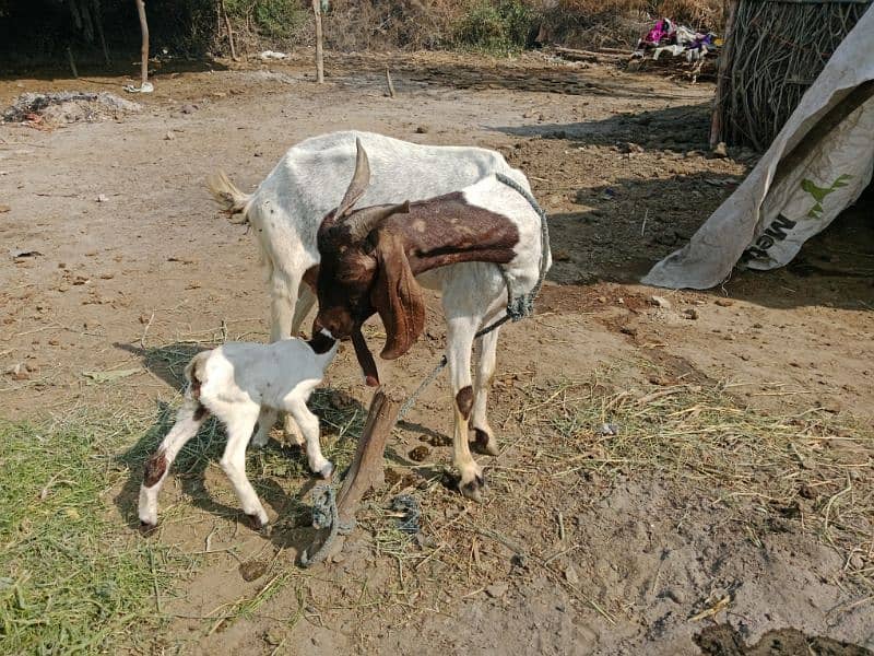 ek kamora bacha sat hy Sindhi tapri bakri 0