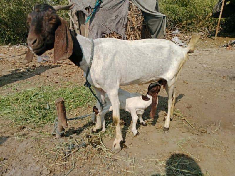 ek kamora bacha sat hy Sindhi tapri bakri 1