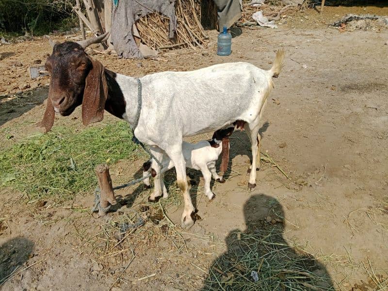 ek kamora bacha sat hy Sindhi tapri bakri 2