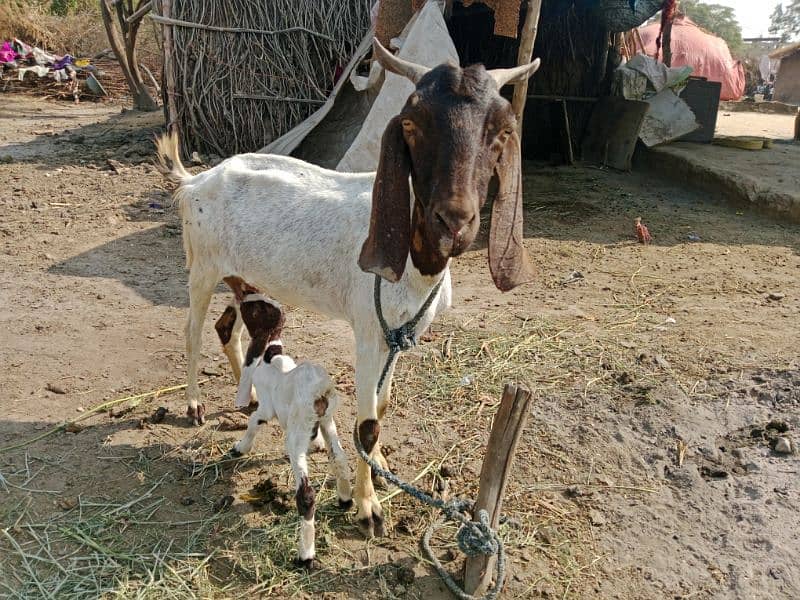 ek kamora bacha sat hy Sindhi tapri bakri 3