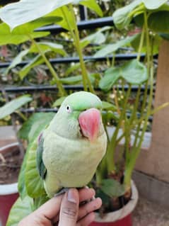 Alexander Raw Parrot