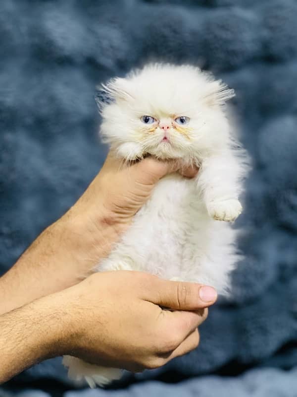 Persian near to peke female  blue eyes kitten for sale(03035935312) 4