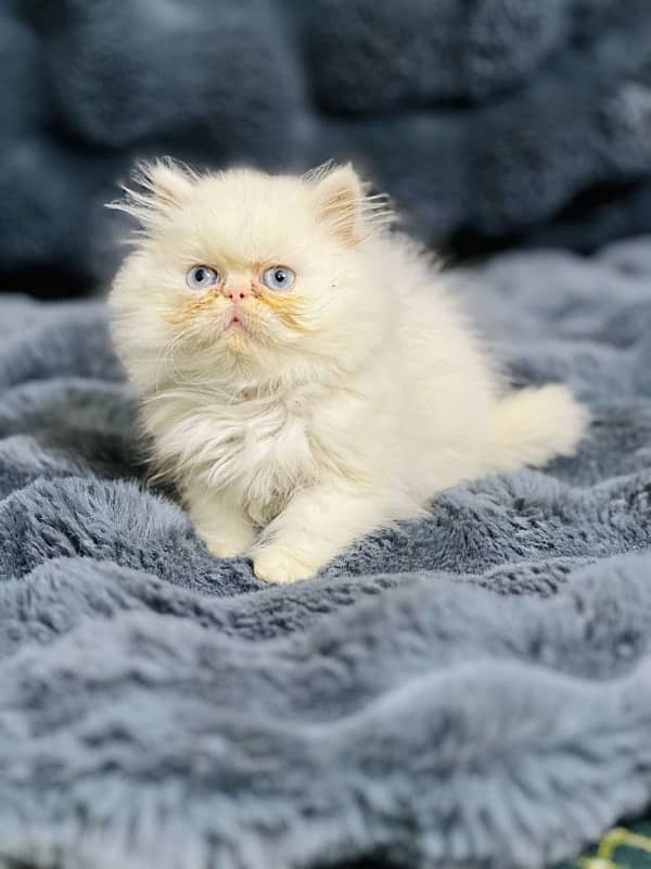 Persian near to peke female  blue eyes kitten for sale(03035935312) 8