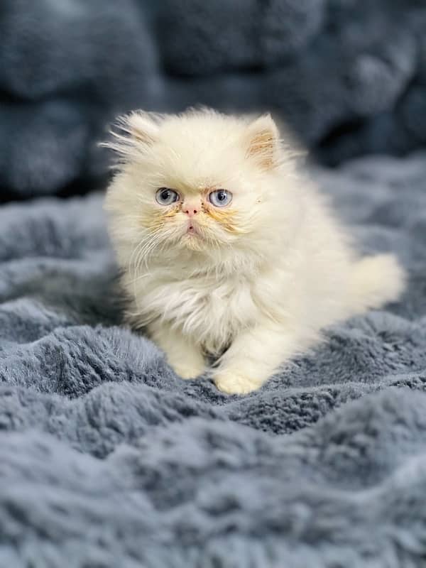 Persian near to peke female  blue eyes kitten for sale(03035935312) 10