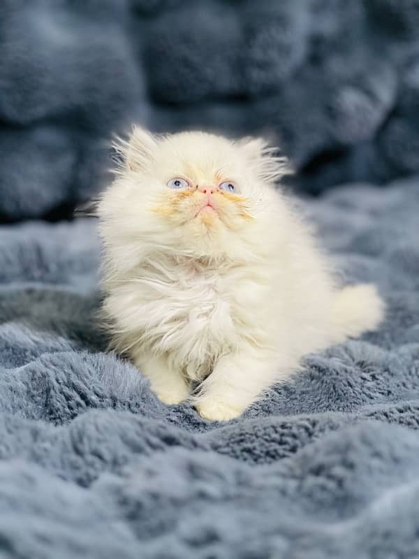 Persian near to peke female  blue eyes kitten for sale(03035935312) 11