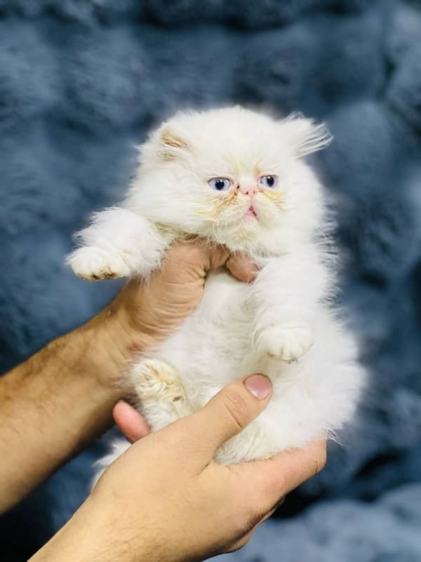 Persian near to peke female  blue eyes kitten for sale(03035935312) 12