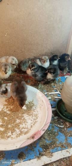 Aseel chick & Ayam Cemani Chicks& Goldan Buf Available Available