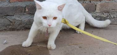 Turkish Angora cat Breed  . urgent sale . /03487996148 WhatsApp