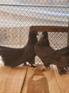 Lakkah pigeons sale breedr pair