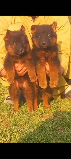 German Shepherd pair/ German Shepherd Puppies for sale