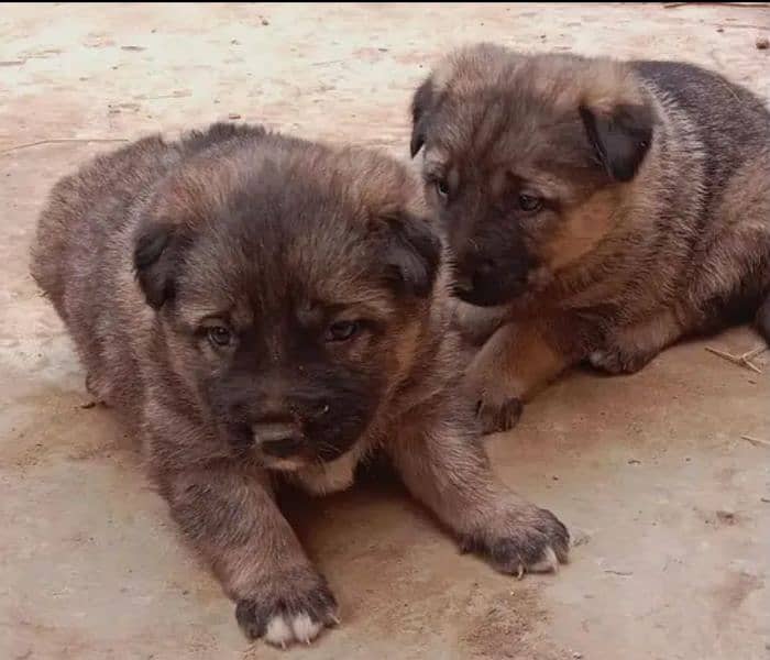 Pure Alsatian Dog Pair For Sale 0