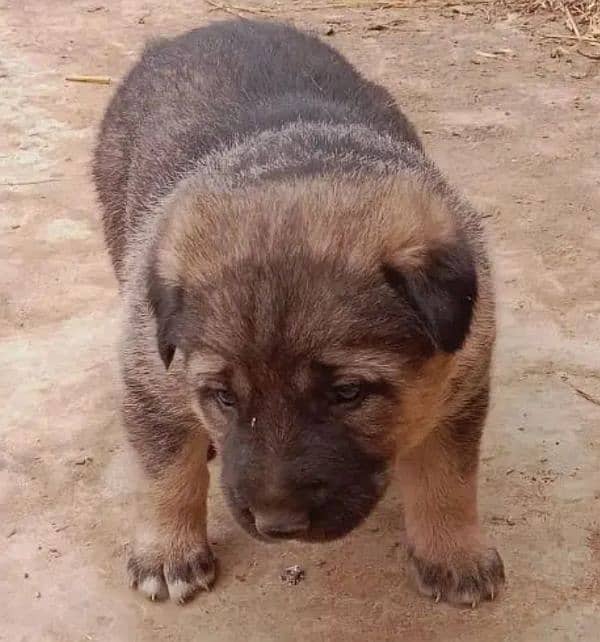 Pure Alsatian Dog Pair For Sale 1