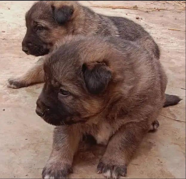 Pure Alsatian Dog Pair For Sale 2