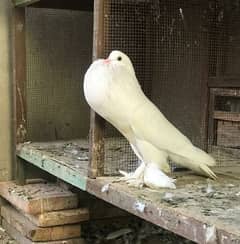 beautiful pure white pouter breeder full size pair