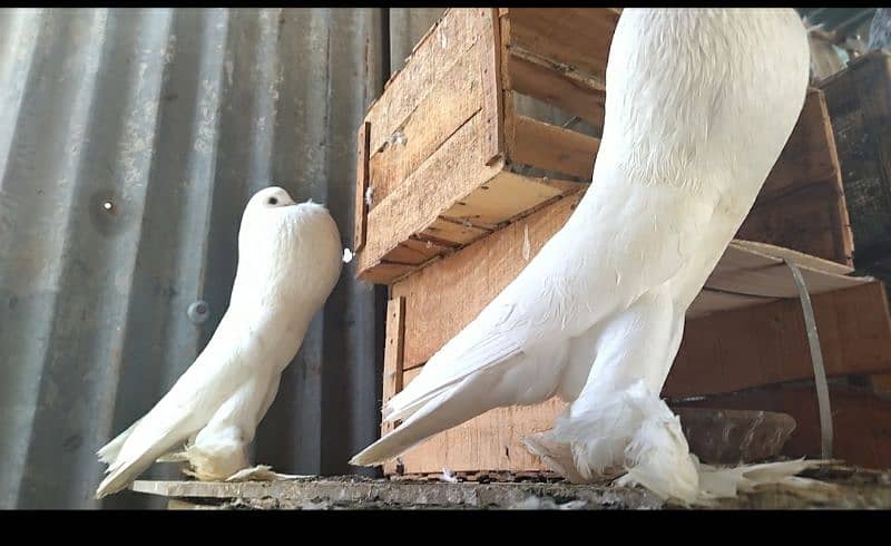 beautiful pure white pouter breeder full size pair 1