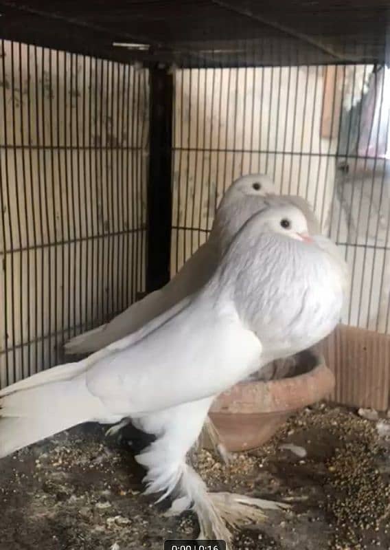 beautiful pure white pouter breeder full size pair 2