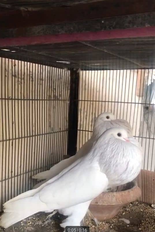 beautiful pure white pouter breeder full size pair 3