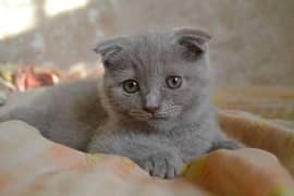 Scottish fold kitten available