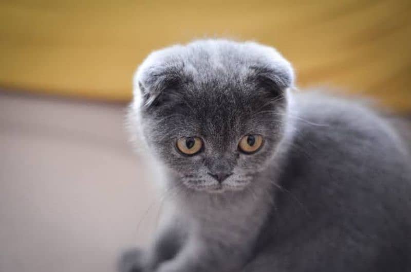 Scottish fold kitten available 1