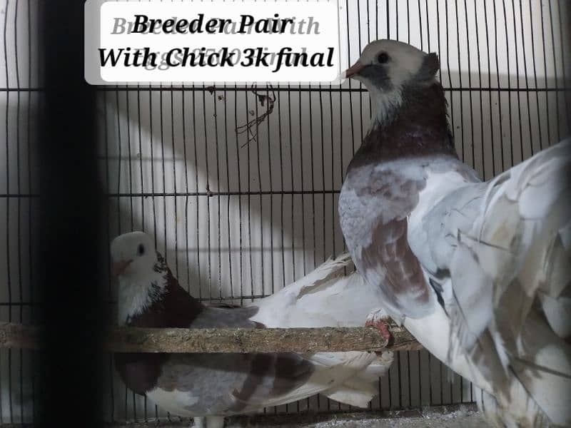 Healthy and Active Breeder Pairs 3