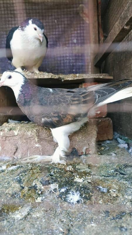 sherazi piegon 3