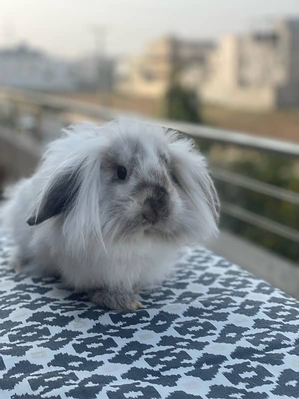 Holland lop rabbit breeder female 0