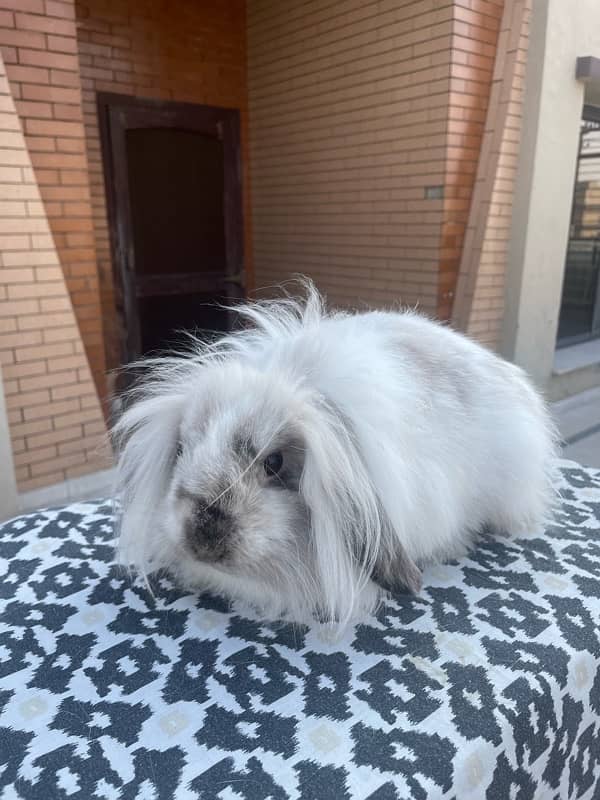 Holland lop rabbit breeder female 4