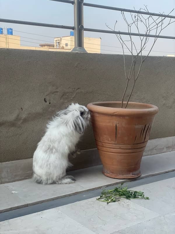 Holland lop rabbit breeder female 5