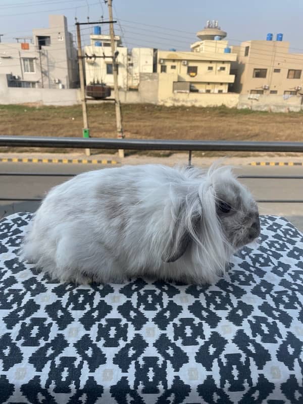 Holland lop rabbit breeder female 6