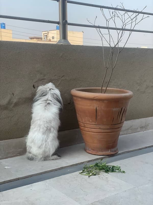 Holland lop rabbit breeder female 7