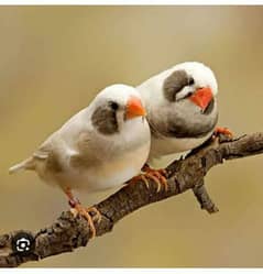 finches