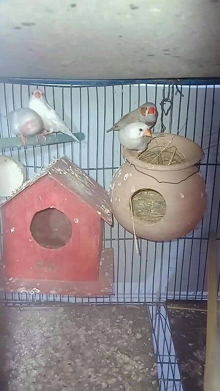 finches breeder pires 1