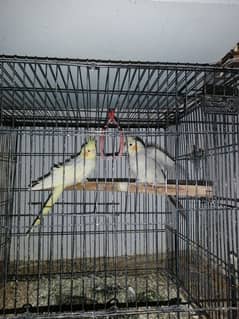 COCKTIEL